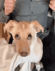 Cachorro Cachorro Abraçando Cobertor GIF - Cachorro Cachorro Abraçando Cobertor Cachorrinho GIFs