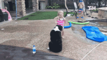 a little girl in a pink striped bikini stands next to a black and white dog in a pool
