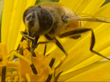 Bee Bug GIF - Bee Bug Buzz GIFs