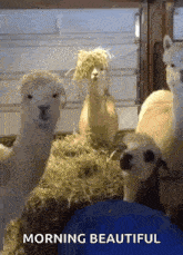 Funny Alpacas GIF - Funny Alpacas Squad GIFs