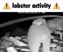 Lobster Activity GIF