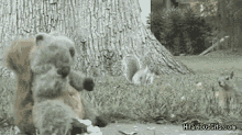 Squirrel Stealing GIF - Squirrel Stealing Nuts GIFs