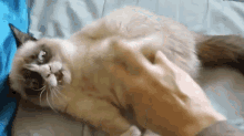 Leave Me Alone Stop GIF - Leave Me Alone Stop Cats GIFs