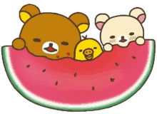 watermelon lanatus