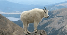 a mountain goat is standing on a rock on top of a mountain .