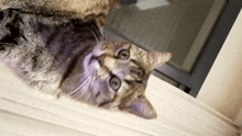 Yıldırım Cat GIF - Yıldırım Cat Stare GIFs
