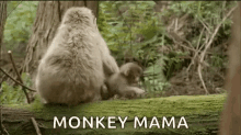 Funny Animals Monkey GIF