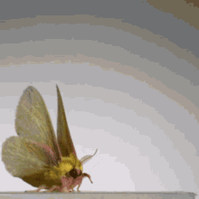 Moth Flying GIF - Moth Flying Rosy Maple GIFs