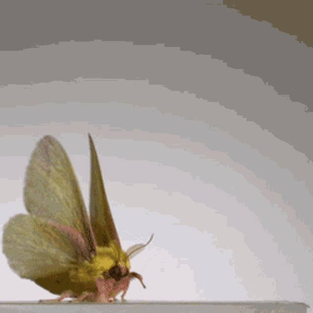 Moth Flying GIF - Moth Flying Rosy Maple GIFs