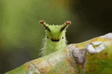 a close up of a green caterpillar sitting on a green leaf .