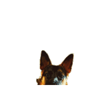a german shepherd dog looks at the camera with a white background