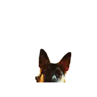 a german shepherd dog looks at the camera with a white background