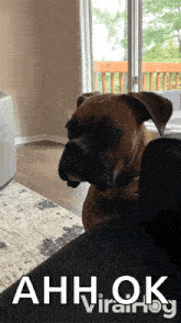 What Boxer GIF - What Boxer Guilty GIFs