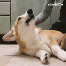 Brush The Pet Collective GIF - Brush The Pet Collective Relax GIFs