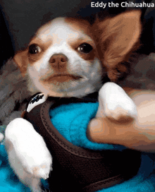 Chihuahua Dog GIF - Chihuahua Dog Pup GIFs