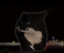 Cat Spinning GIF - Cat Spinning Cat GIFs