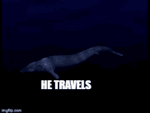 He Travels Whale GIF - He Travels Travels Whale GIFs