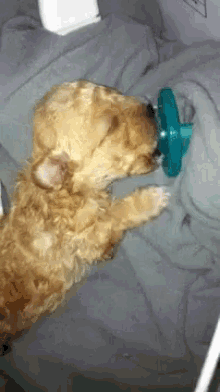 A Puppy And It'S Pacifier GIF