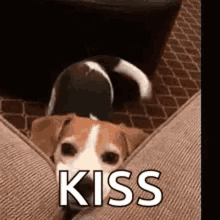 beagle dog puppy