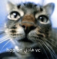 Hop On Hadi Vc Juuso World GIF - Hop On Hadi Vc Juuso World Bigotor GIFs