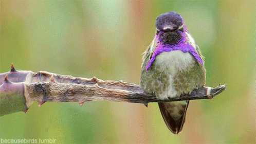 Animals Nature GIF - Animals Nature Birds - Discover & Share GIFs