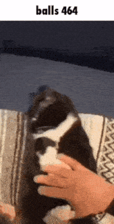 a black and white cat is being petted by a person while sitting on a couch .
