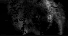 Wolf Growl GIF - Wolf Growl Scary GIFs