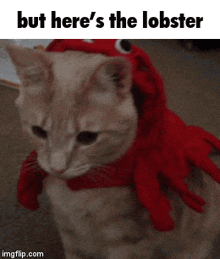 Cat But Heres The GIF - Cat But Heres The Lobster GIFs