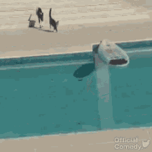 Cat Pool GIF - Cat Pool Shark GIFs