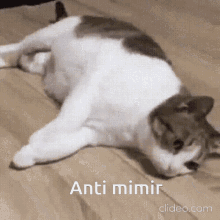 Cat A Mimir GIF - Cat A Mimir Anti Mimir GIFs