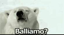 Polo Nord Orso Polare Ballare Balliamo GIF - North Pole Polar Bear Dancing GIFs