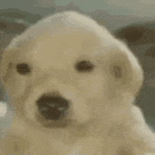 Dog Puppy GIF - Dog Puppy Reaction GIFs