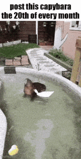 a capybara is swimming in a pool with a duck on its back .