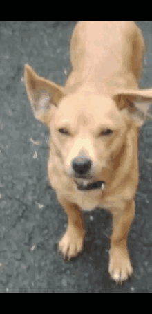 Supremehilly Hillypup GIF - Supremehilly Hillypup GIFs