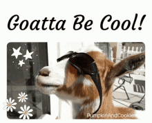 Goat Goats GIF - Goat Goats Cute Animals GIFs