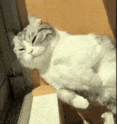 a white cat is sitting on a glass table .