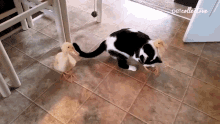 Playing The Pet Collective GIF - Playing The Pet Collective Bonding GIFs
