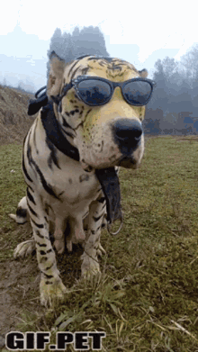 Dog Tiger GIF - Dog Tiger Paint GIFs