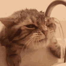 Cat Derp GIF - Cat Derp Silly GIFs