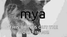 Mya Mya Wolf GIF