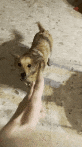 a small brown dog is being held by a person 's hand
