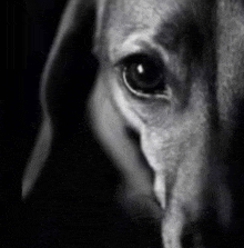 Sad Sad Dog GIF