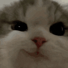 a close up of a cat 's face with its eyes closed .