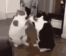 Cats Funny GIF - Cats Funny Fighting GIFs