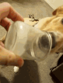 dog lick eat it jar