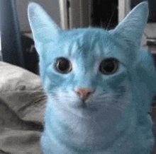 a close up of a blue cat looking at the camera .