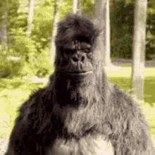 Ape Gorilla GIF
