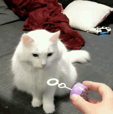 Cat Cute GIF - Cat Cute Bubble GIFs