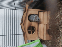 Hamster Cute GIF - Hamster Cute GIFs