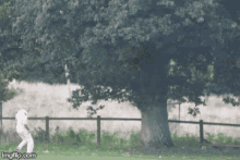 a man in a white shirt and white pants is walking in a field with a tree in the background .